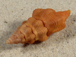 Latirus constrictus w/o PH 4,5cm *unique*