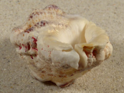 Bursa bufonia PH 6,6cm 