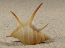 Aporrhais pesgallinae SN 3,5cm *Unikat*