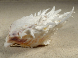 Spondylus echinatus PH 9,9cm *unique*