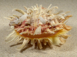 Spondylus variegatus f. barbatus PH 8,6cm *Unikat*