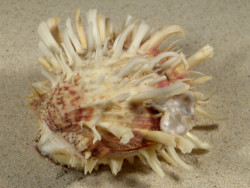 Spondylus variegatus f. barbatus PH 8,6cm *unique*