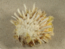 Spondylus variegatus f. barbatus PH 8,6cm *unique*