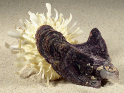 Spondylus variegatus barbatus auf Isognomon isognomum PH 11,5cm *Unikat*