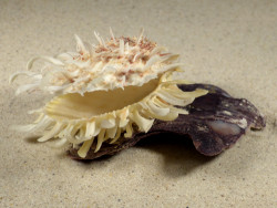 Spondylus variegatus barbatus on Isognomon isognomum PH 11,5cm *unique*