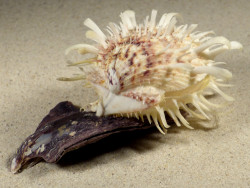 Spondylus variegatus barbatus on Isognomon isognomum PH 11,5cm *unique*