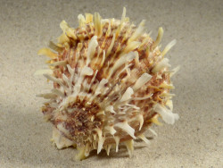 Spondylus variegatus f. barbatus PH 8,5cm *unique*