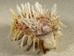 Spondylus variegatus f. barbatus PH 8,5cm *unique*