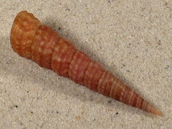 Turritella monterosatoi m/O ES-Mittelmeer 5,8cm *Unikat*