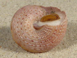 Calliostoma granulatum m/O FR-Mittelmeer 3,1cm *Unikat*