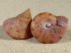 Calliostoma granulatum m/O ES-Mittelmeer 3+cm