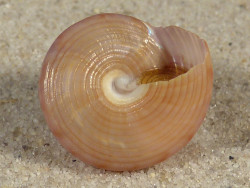 Calliostoma zizyphinum m/O ES-Mittelmeer 2,1cm *Unikat*