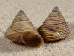 Calliostoma canaliculatum US 2+cm