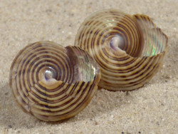 Calliostoma canaliculatum US 2+cm