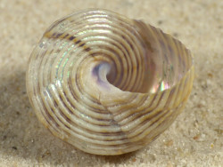 Calliostoma canaliculatum US 2,5cm *Unikat*