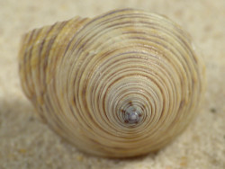 Calliostoma canaliculatum US 2,5cm *Unikat*