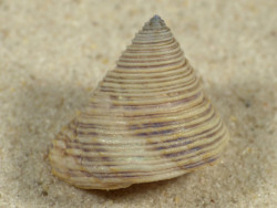 Calliostoma canaliculatum US 2,5cm *Unikat*