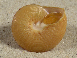 Calliostoma ornatum m/O ZA 2,1cm *Unikat*