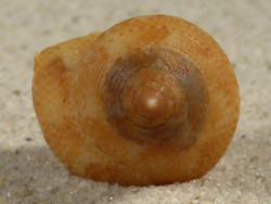 Calliostoma ornatum w/o ZA 2,1cm *unique*
