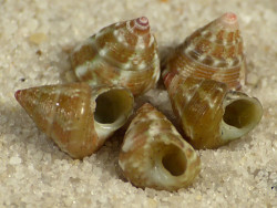 Jujubinus gravinae FR-Mittelmeer 0,4+cm