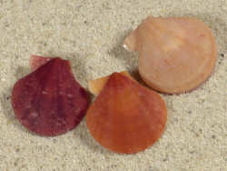 Palliolum tigerinum UK 2,2+cm (x3) colour set