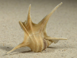 Aporrhais serresiana m/O ES-Mittelmeer 5,7cm *Unikat*