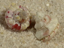 Gibbula fanulum m/O ES-Mittelmeer 0.8+cm