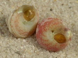 Gibbula fanulum m/O ES-Mittelmeer 0.8+cm