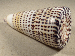 Conus litteratus PH 11,8cm *Unikat*