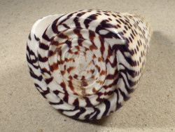 Conus litteratus PH 11,8cm *Unikat*