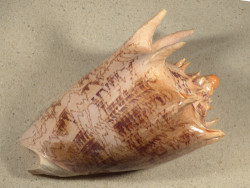 Cymbiola imperialis robinsona PH 20cm *Unikat*