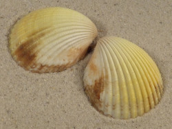 Vasticardium subrugosum PH 4,6cm *unique*