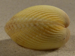 Vasticardium subrugosum PH 4,6cm *Unikat*