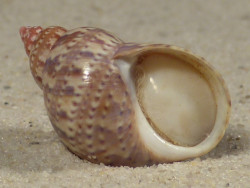 Phasianella ventricosa m/O AU 2,5cm *Unikat*