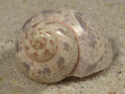 Phasianella ventricosa w/o AU 2cm *unique*