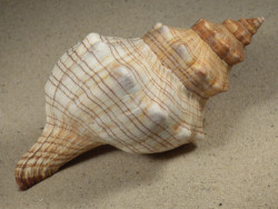 Pleuroploca trapezium 16,7cm *Unikat*