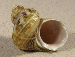 Turbo intercostalis 5,2cm *unique*