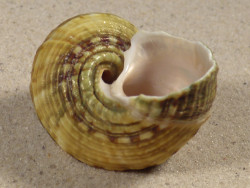 Turbo intercostalis 5,2cm *unique*