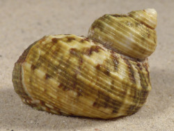 Turbo intercostalis 5,2cm *unique*