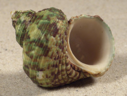Turbo intercostalis 5,2cm *unique*