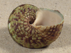 Turbo intercostalis 5,2cm *unique*