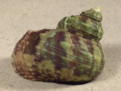 Turbo intercostalis 5,2cm *unique*