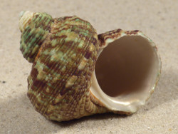 Turbo intercostalis 5,3cm *unique*