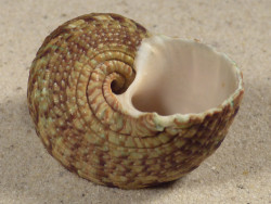 Turbo intercostalis 5,3cm *unique*