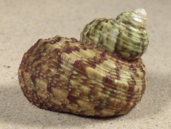 Turbo intercostalis 5,3cm *unique*