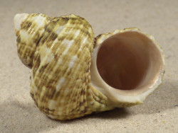 Turbo intercostalis 5,3cm *unique*