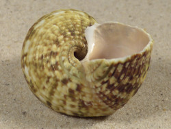 Turbo intercostalis 5,3cm *unique*