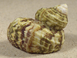 Turbo intercostalis 5,3cm *unique*