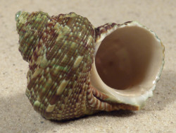 Turbo intercostalis 5,0cm *unique*