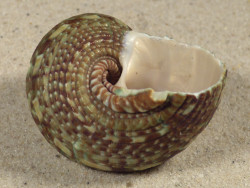 Turbo intercostalis 5,0cm *unique*